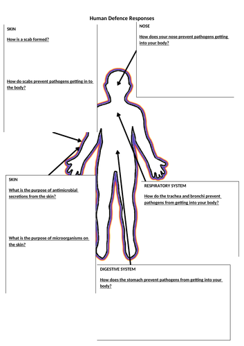 Human defence responses - primary immune system