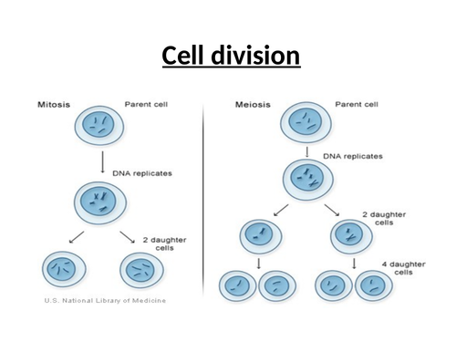 Edexcdel AS Biology - Cell division
