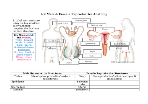 Human Reproductive Structures (GCSE & 6th Form)