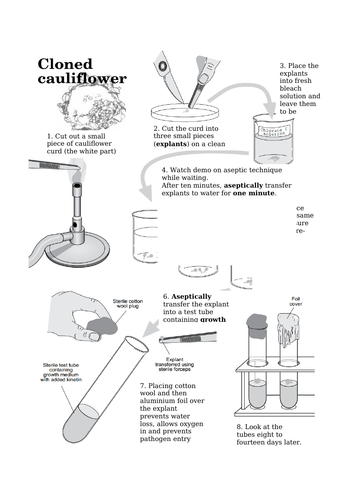Micropropagation Of Cauliflower