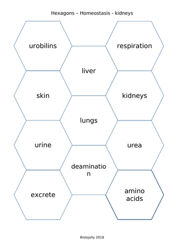 Homeostasis - kidneys - SOLO Hexagons