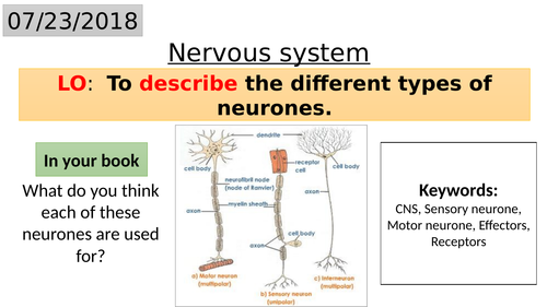 B10.2 Nervous system