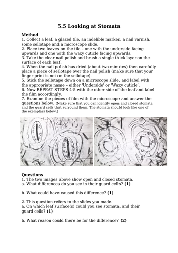 Stomata, Gas Exchange & Mineral Ions (GCSE)