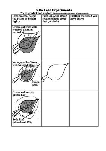 Testing A Leaf For Starch Using Iodine Solution (GCSE)