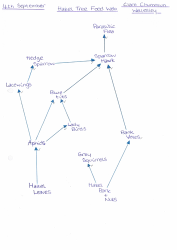 Food Chains & Food Web (GCSE)