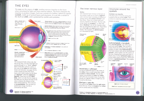 The Structure & Function Of The Eye (GCSE)