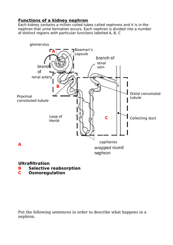 The Excretory System & The Kidneys (GCSE)
