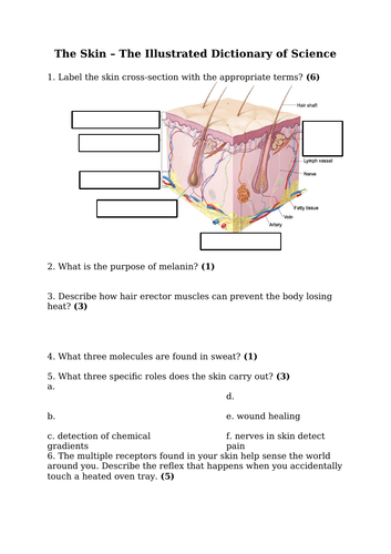 The Excretory System & The Skin (GCSE)