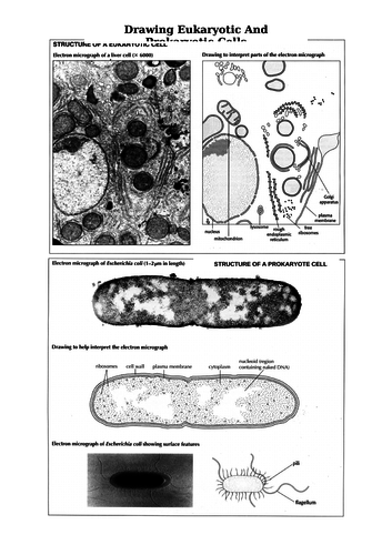 Drawing Eukaryotic & Prokaryotic Cells Using Electron Micrographs (A Level & IB)