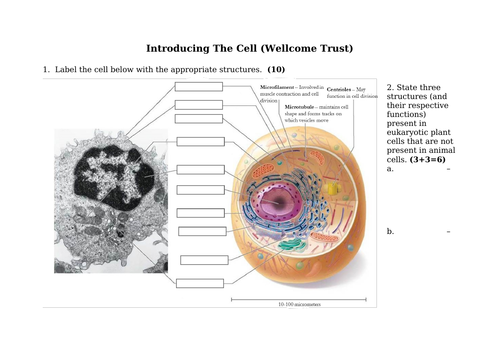 Reading Comprehension Of Cells (A Level & IB)