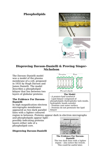 Proving The Phospholipid Bilayer & Fluid Mosaic Model (A Level & IB)