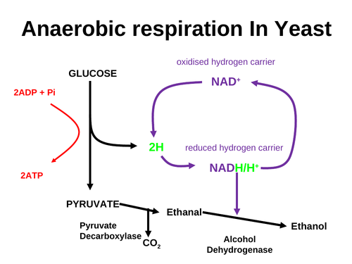 Why is anaerobic respiration important