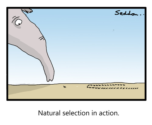 Natural Selection In Action-Funny Evolution Cartoon