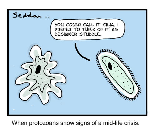 Protozoan Mid-life crisis-Funny Cartoon