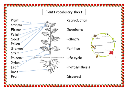 Science plants vocabulary word mat