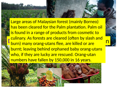 Cause and effect of deforestation in Malaysia- orangutan link
