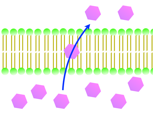 Transport across membranes