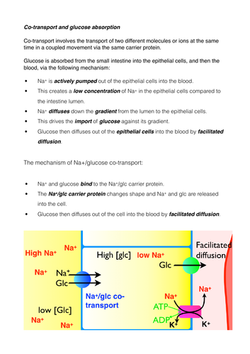 Co-transport glucose absorption from the ileum