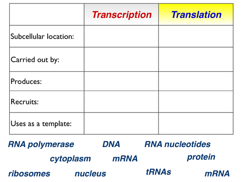 Transcription vs Translation