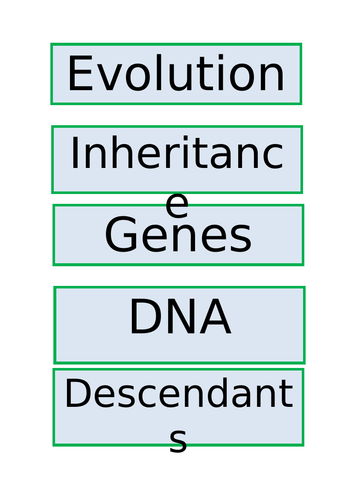 Display vocabulary inheritance evolution