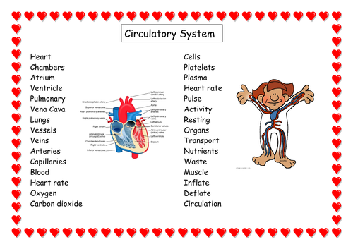 Circulatory system vocabulary word mat