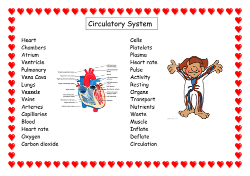 Circulatory System Vocabulary Word Mat Teaching Resources