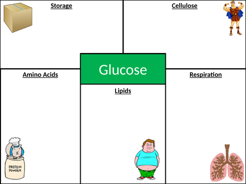 Bioenergetics Lesson 02 - Photosynthesis Equation and Glucose