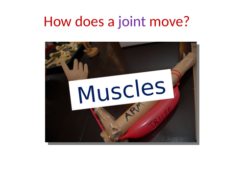 Movement: muscles (Lesson 6 - Chapter 2) Activate 1