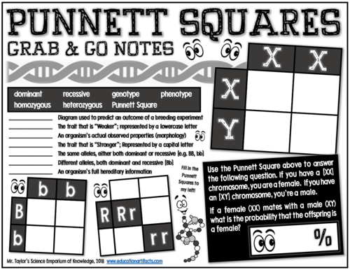 Punnett Squares: Grab and Go Notes