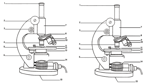 AQA Biology Required practical lesson,  includes all resources Microscopy