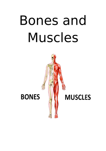 Bones and Muscles