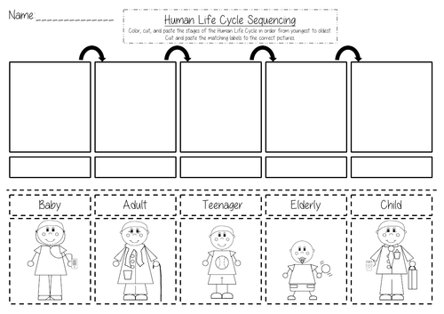 Human life. Human Life Cycle Worksheet. Human Life Cycle. Human Life Stages for Kids Worksheet. Stages of Life of a person for Kids Worksheets.