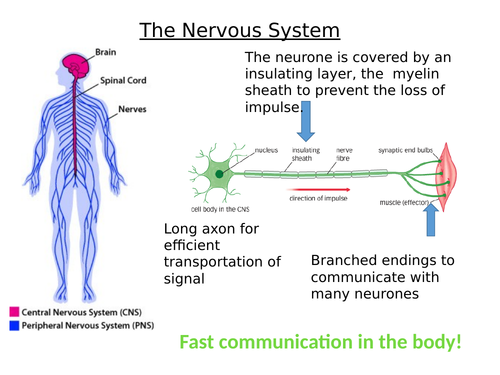 Trilogy paper two Biology, Chemistry and Physics summary PPT