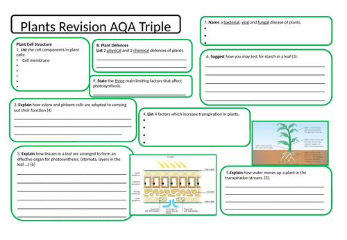 Plants Revision Mind Map