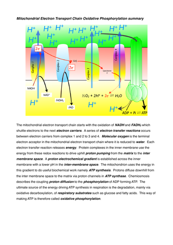 Mitochondrial Electron Transport gap fill