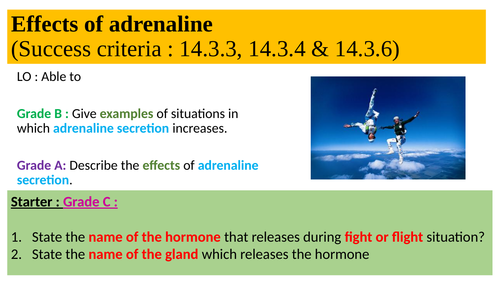 Effect of adrenaline