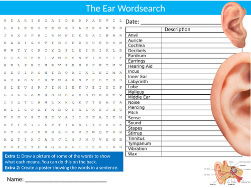 The Ear Wordsearch Sheet Starter Activity Keywords Cover Science Biology Anatomy