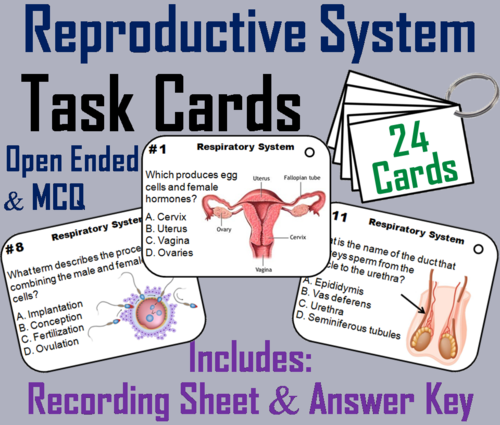 Reproductive System Task Cards (Human Body Systems Task Cards)