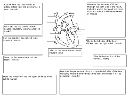 Transport in Humans revision mat | Teaching Resources