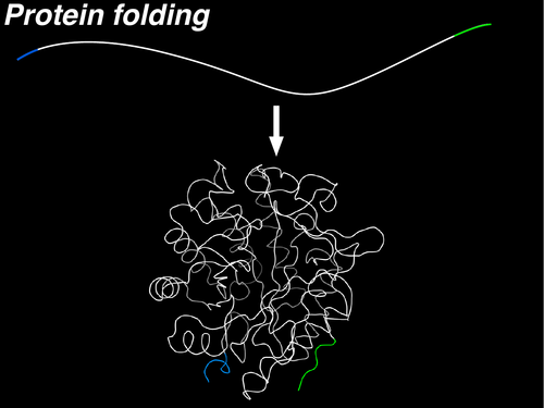 Protein structure