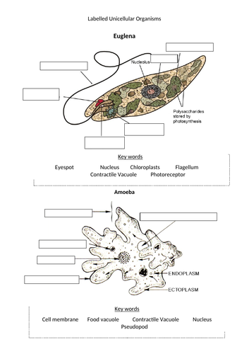 Unicellular Organisms & Topic Summary - Year 7/KS3 | Teaching Resources