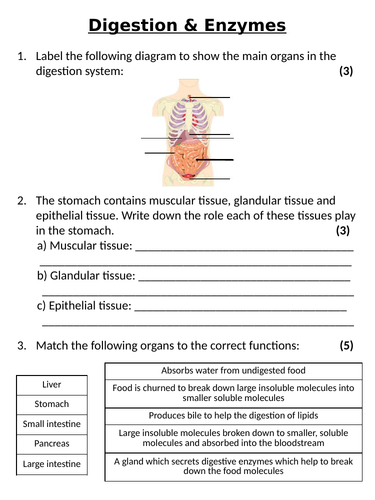 NEW AQA GCSE Trilogy (2016) Biology - Digestion & Enzymes Homework