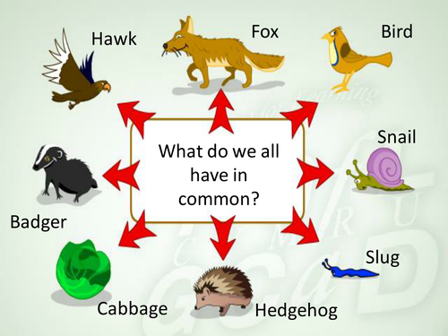 Food Chains Powerpoint (Year 3/4) | Teaching Resources