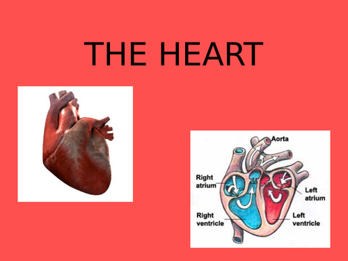 The Importance of the Heart Powerpoint & Worksheet