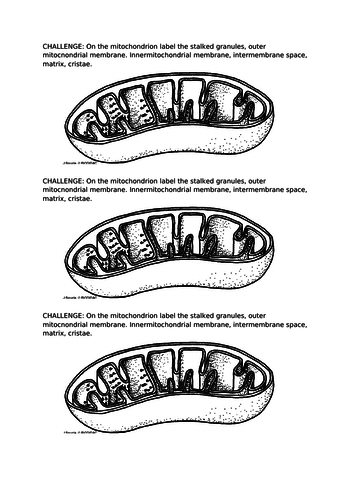 The structure of mitochondrion
