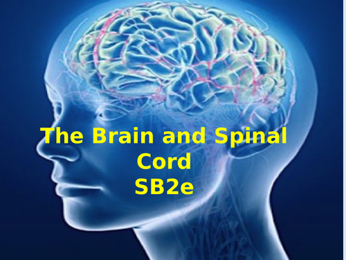 SB2e Brain