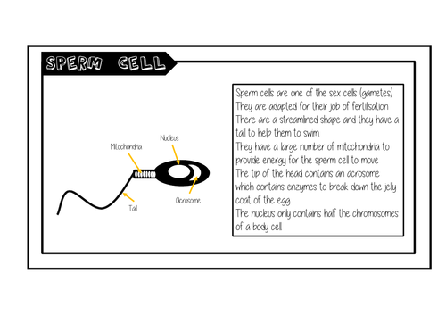 Specialised Cell information cards.