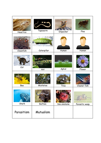 Parasitism and Mutualism matching/pairs task