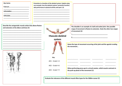 Edexcel GCSE PE Musculo - skeletal system revision map