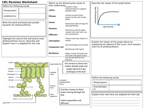 PLANT STRUCTURES AND THEIR FUNCTIONS EDEXCEL 9-1 B6 REVISION BROADSHEET